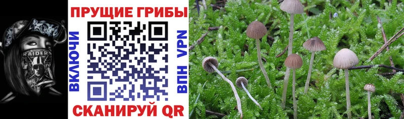 как найти   Горнозаводск  дарк нет какой сайт  Галлюциногенные грибы Psilocybe 